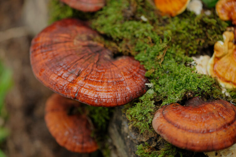 The Secret Behind the Bitterness of the "Mushroom of Immortality": Why High-Quality Reishi Must Be Bitter