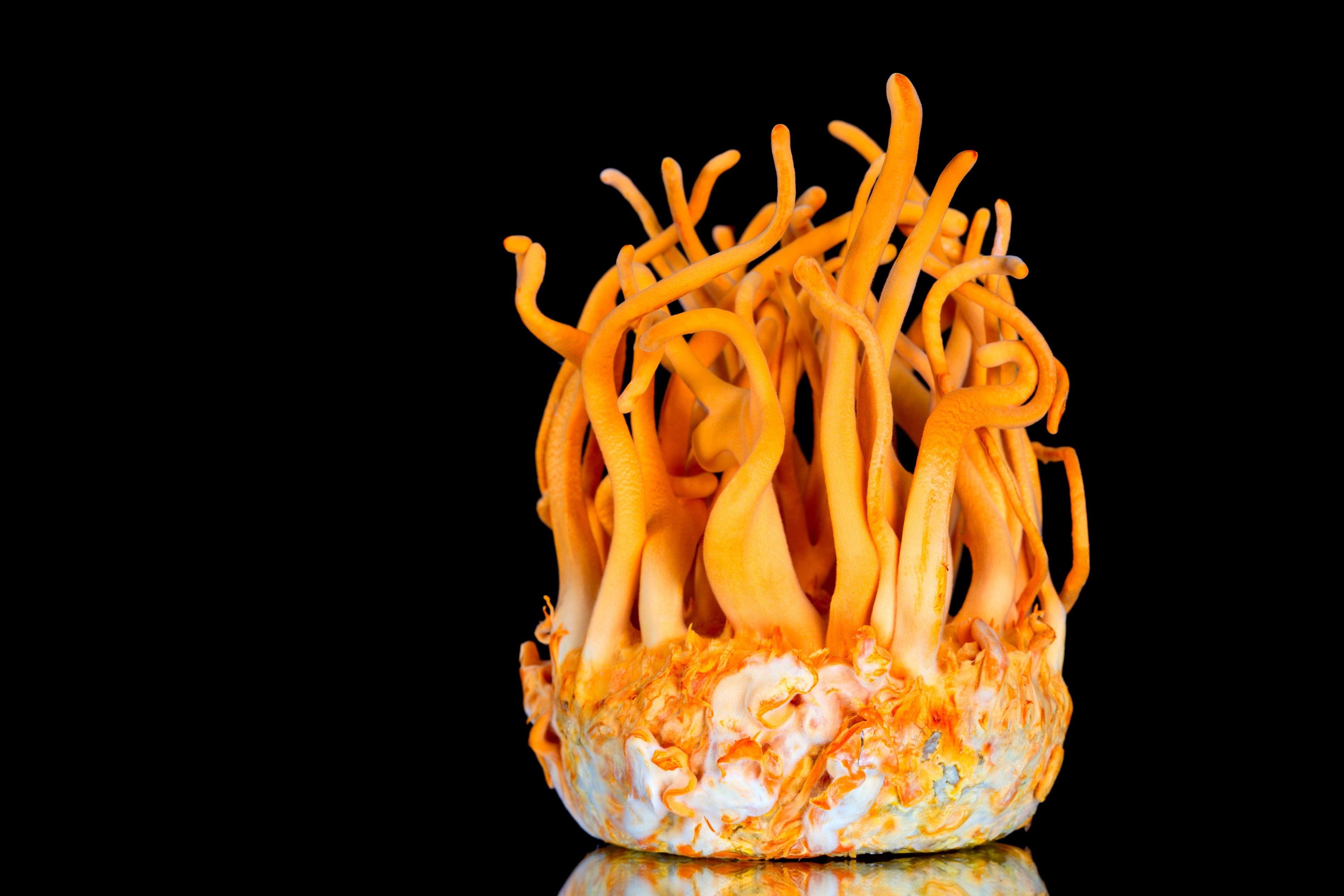Nature's Gold: What makes Cordyceps the most sought-after mushroom in the world, and how do you know you're getting the real deal?