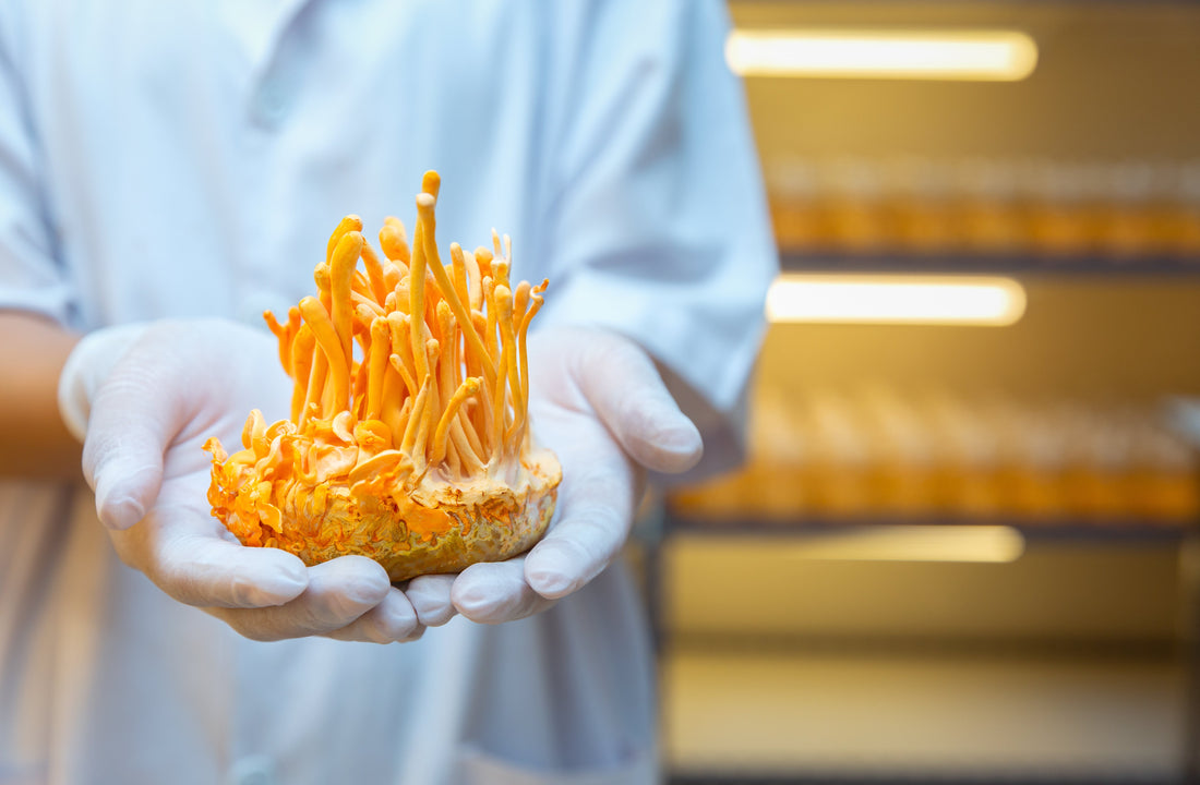 Biohacking for Longevity: How the Cordyceps Mushroom Fights Cellular "Rust"