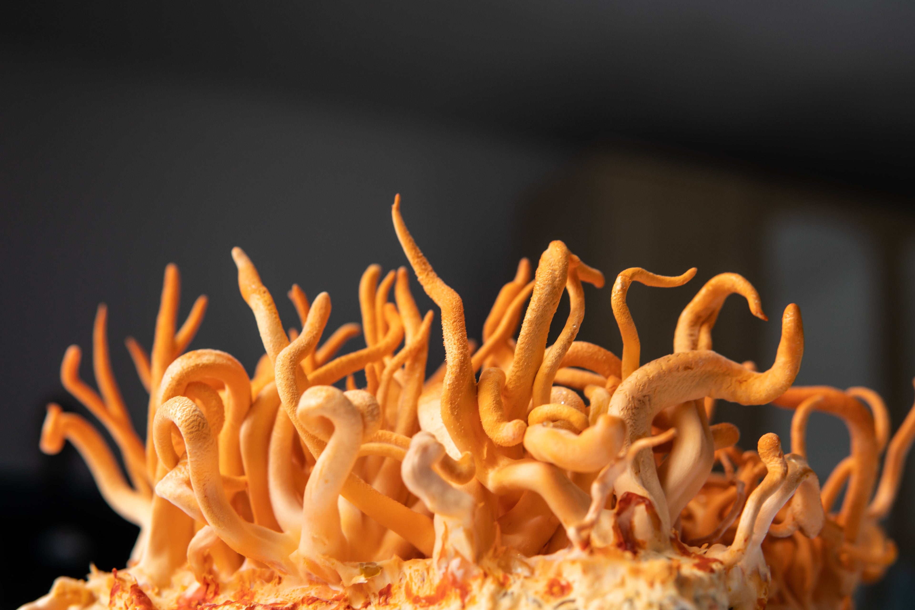 Want to break records in your next workout? The science behind Cordyceps and cardiovascular endurance