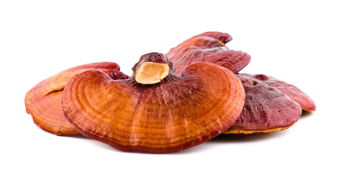The New Science of Sleep: How Ganoderma (Reishi) Regulates Both Body and Mind Simultaneously