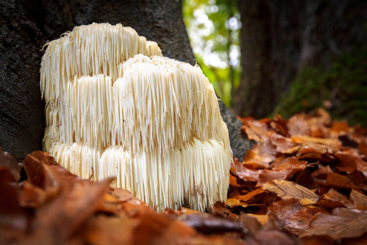 The Clinical Proof That Changed Everything: How the Lion's Mane Mushroom Improves Memory