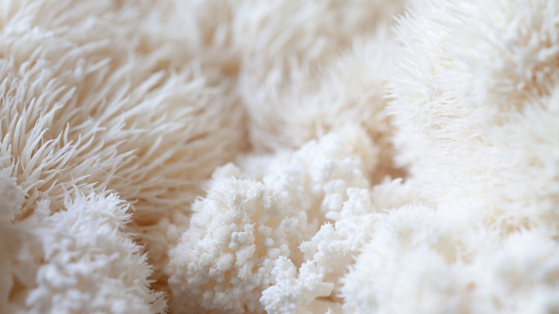 Can the Lion's Mane Mushroom Delay Alzheimer's and Cognitive Decline? Science Answers