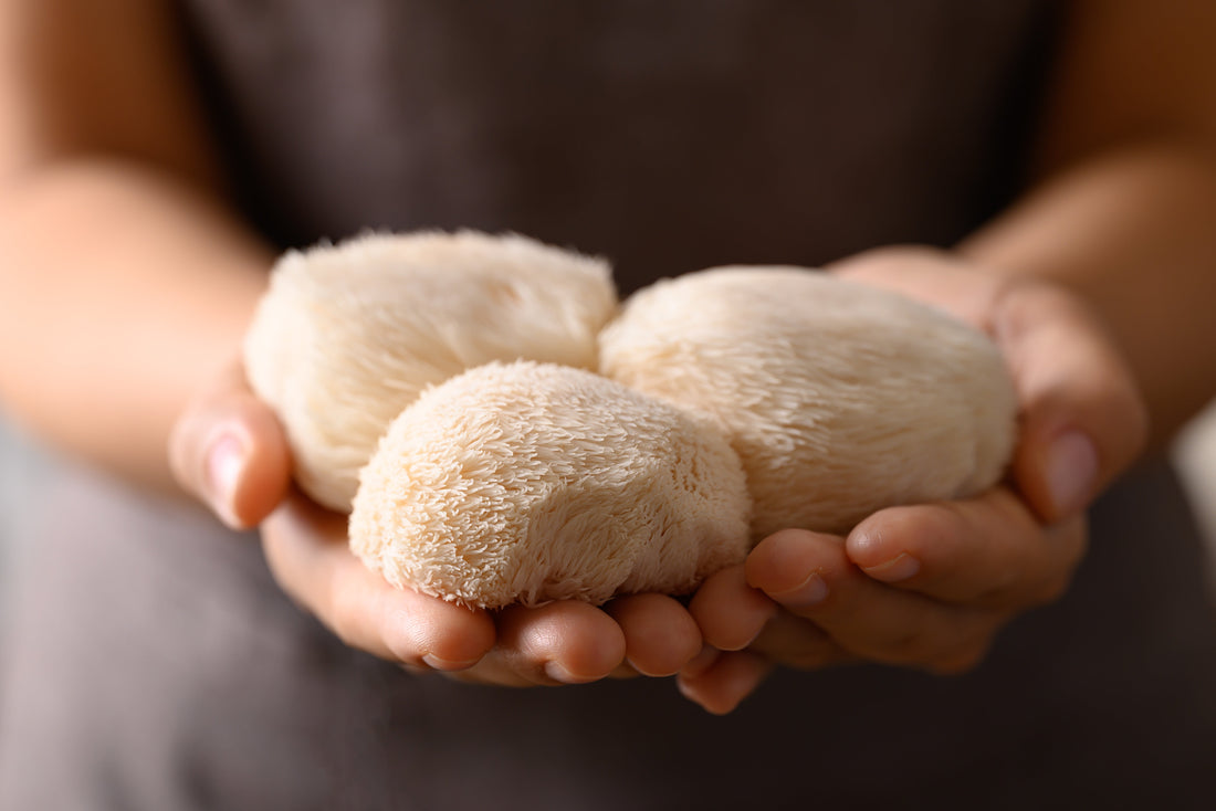 Can Lion’s Mane Improve Mental Performance in the Short Term? A Look at Recent Scientific Findings